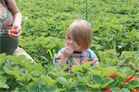 Pic of Fiery eating strawberry 06-16-2011